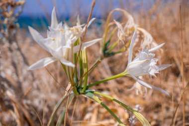 Beyaz Pancratium Maritimum Yunanistan 'ın Girit adasında sahilde.