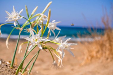 Beyaz Pancratium Maritimum Yunanistan 'ın Girit adasında sahilde.