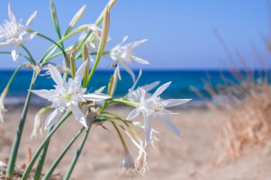 Beyaz Pancratium Maritimum Yunanistan 'ın Girit adasında sahilde.