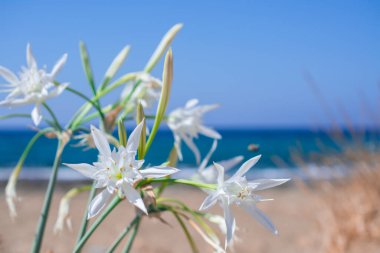 Beyaz Pancratium Maritimum Yunanistan 'ın Girit adasında sahilde.