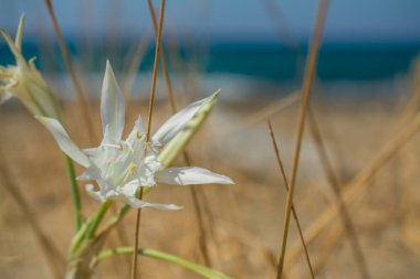 Beyaz Pancratium Maritimum Yunanistan 'ın Girit adasında sahilde.