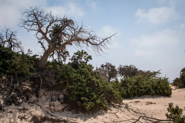  Sedir ormanında kurumuş sedir ağacı, beyaz kum, plaj, Chrissi Adası, Yunanistan