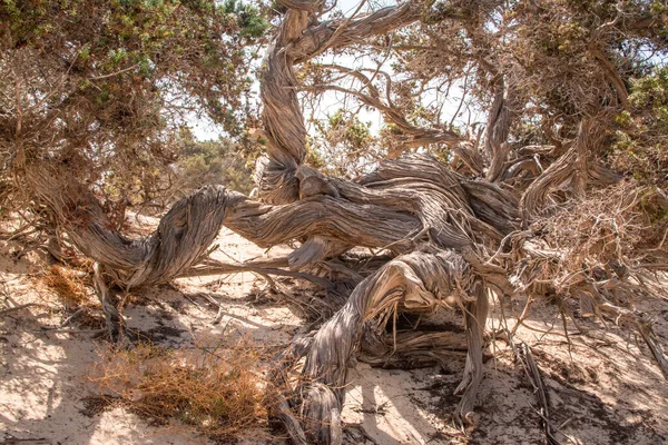 Wysuszone Drzewo Cedrowe Lesie Cedrowym Biały Piasek Plaża Wyspa Chrissi — Zdjęcie stockowe