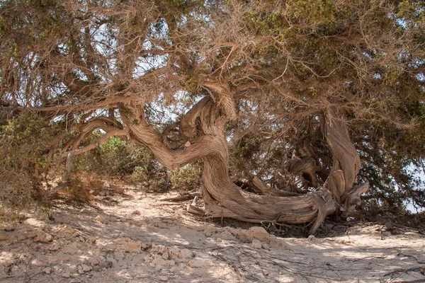  Sedir ormanında kurumuş sedir ağacı, beyaz kum, plaj, Chrissi Adası, Yunanistan