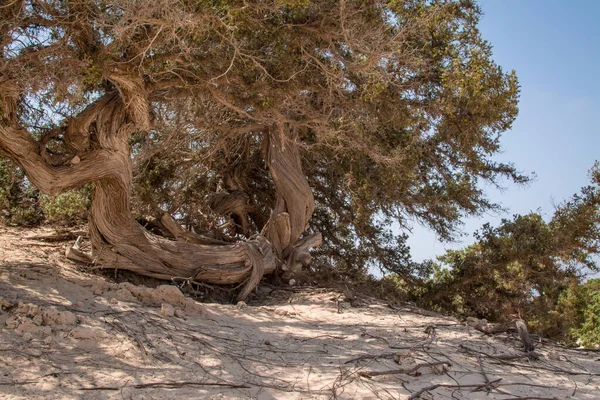  Sedir ormanında kurumuş sedir ağacı, beyaz kum, plaj, Chrissi Adası, Yunanistan