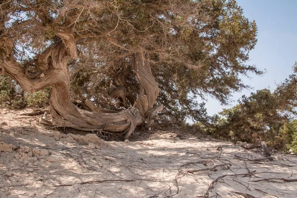  Sedir ormanında kurumuş sedir ağacı, beyaz kum, plaj, Chrissi Adası, Yunanistan