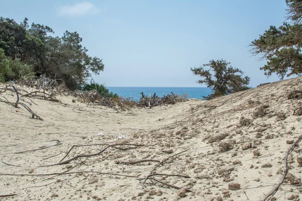 ギリシャのクリスシ島の処女風景 杉の森 — ストック写真