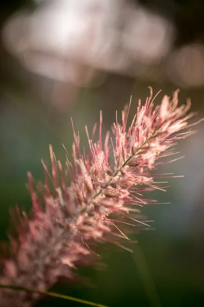 Fechar Pennisetum Purpureum Cenchrus Purpureus Schumach — Fotografia de Stock