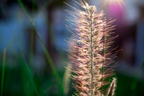 Κοντινό Πλάνο Pennisetum Purpureum Cenchrus Purpureus Schumach Napie — Φωτογραφία Αρχείου