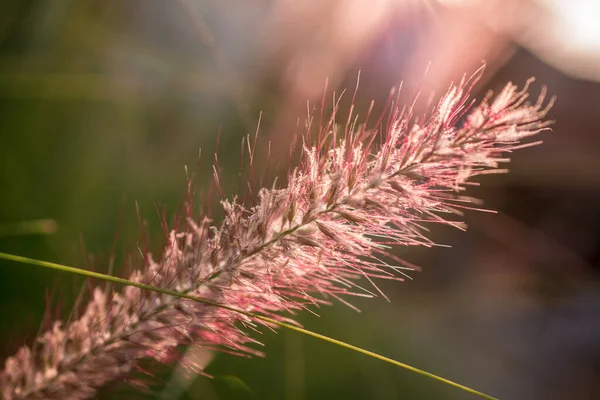 Fechar Pennisetum Purpureum Cenchrus Purpureus Schumach Napie — Fotografia de Stock