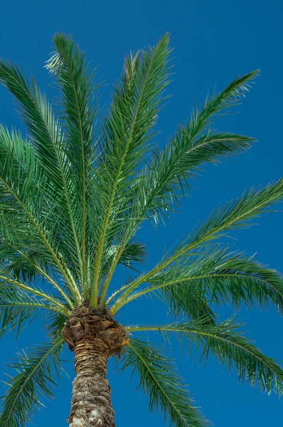 Palmiye ağaçları, mavi gökyüzü arka planı. Yaprak, seyahat.