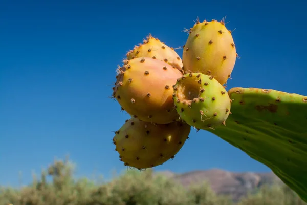 Fruta Cacto Pêra Espinhosa Comestível Pronta Para Comer — Fotografia de Stock