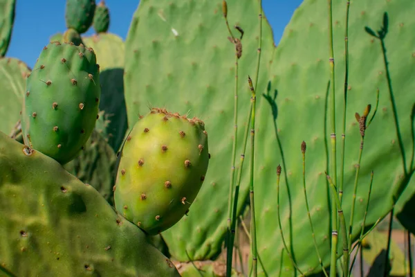 Essbare Kaktusfrüchte Zum Verzehr Bereit — Stockfoto