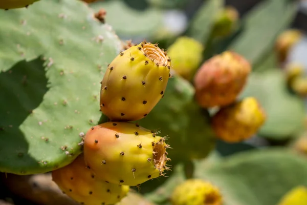 Edible prickly pear cactus fruit  ready to eat