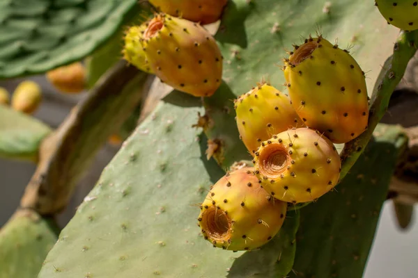 Ehető Tüskés Körte Kaktuszgyümölcs Fogyasztásra Kész — Stock Fotó
