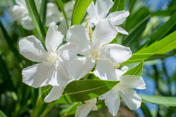 Vit Oleander Blomma Med Knoppar — Stockfoto