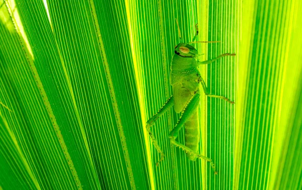 Nahaufnahme Von Heuschrecke Auf Grünen Palmen Verlassen Hintergrund — Stockfoto