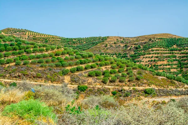 Zeytin ağaçları, mavi gökyüzü, manzara, Yunanistan