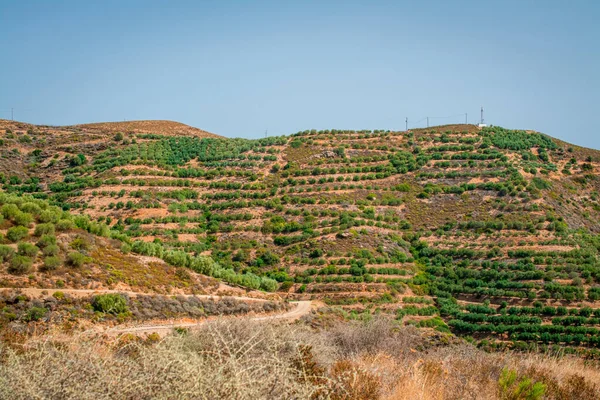 Pennisetum purpureum Cenchrus purpureus Schumach 'ı kapatın.