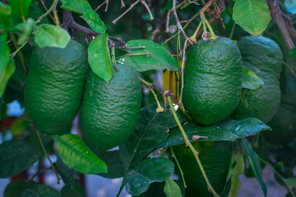 Bahçedeki ağaçta taze yeşil limon. Yaklaş.