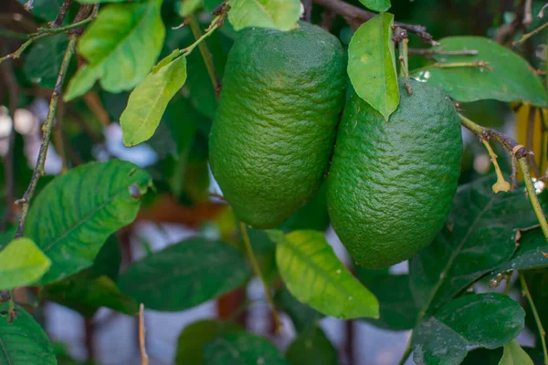 Bahçedeki ağaçta taze yeşil limon
