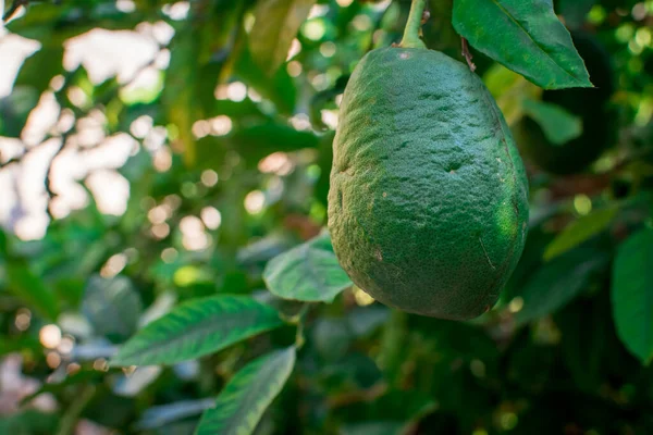 Bahçedeki ağaçta taze yeşil limon