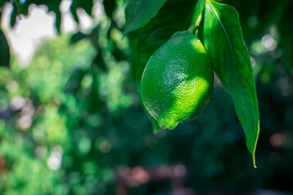 Bahçedeki ağaçta taze yeşil limon