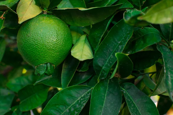 Bahçedeki ağaçta taze yeşil limon