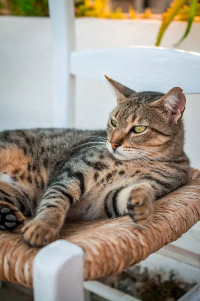 庭の椅子に横たわる猫の肖像画 — ストック写真