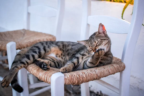 Portrait Chat Couché Sur Une Chaise Dans Jardin — Photo