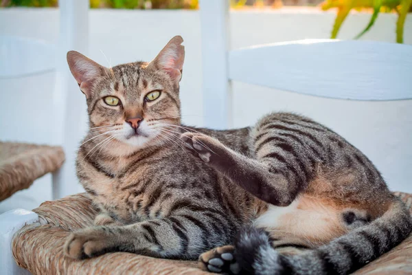 庭の椅子に横たわる猫の肖像画 — ストック写真