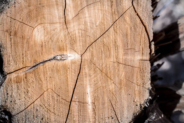 Textura Madera Cedro Viejo Tronco Corte Fondos —  Fotos de Stock