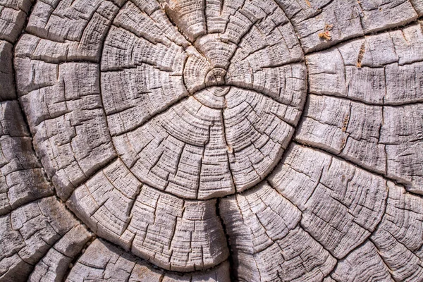 Textura Madera Cedro Viejo Tronco Corte Fondos — Foto de Stock