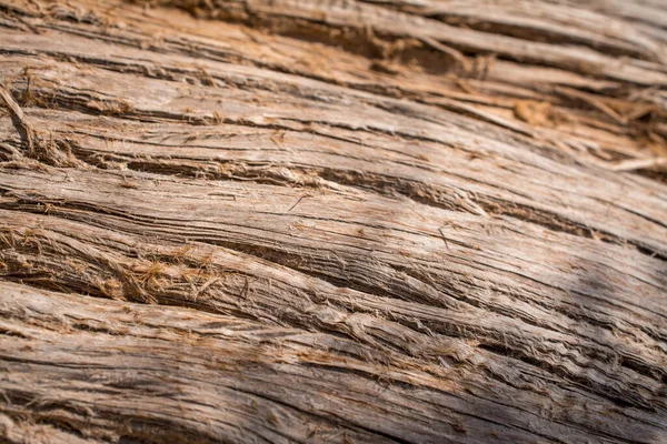 老杉木采伐树干背景的纹理 — 图库照片
