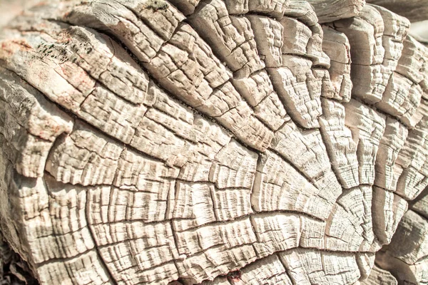 老杉木采伐树干背景的纹理 — 图库照片