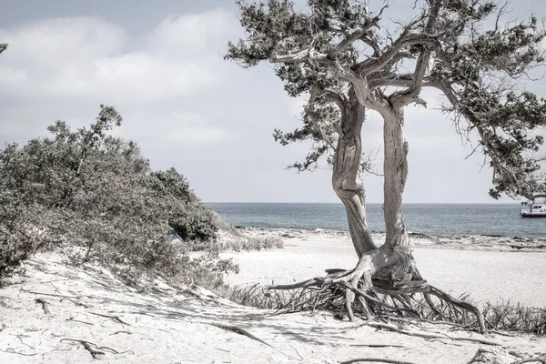 杉の森 白い砂 ビーチ クリスシ島 ギリシャで杉の木を乾燥 — ストック写真