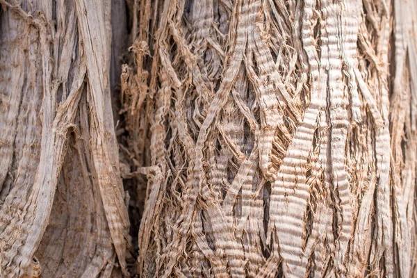 dried up cedar  tree in cedar forest  ,white sand ,beach ,Chrissi island,Greece