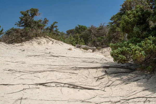 乾燥した杉の木 白い砂 ビーチ クリスシ島 ギリシャの詳細 — ストック写真