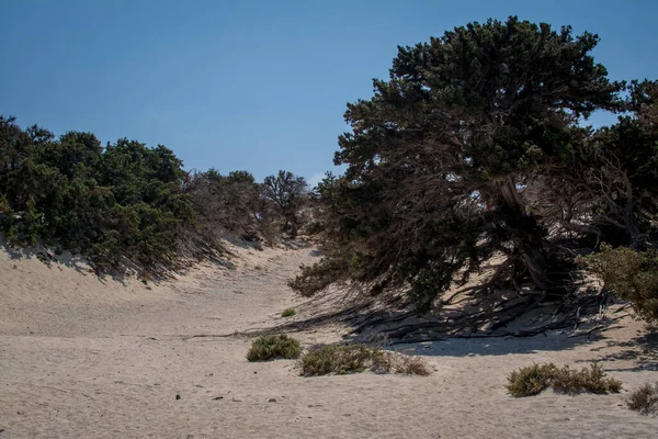 乾燥した杉の木 白い砂 ビーチ クリスシ島 ギリシャの詳細 — ストック写真