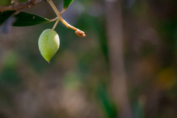 Detail Olive Tree Green Olives — Stock Photo, Image