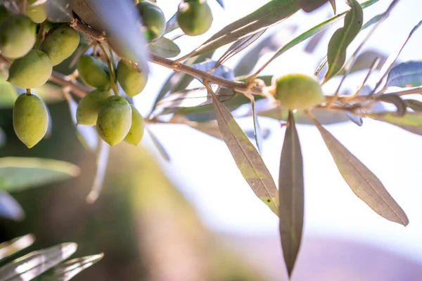 Detail Des Olivenbaums Mit Grünen Oliven — Stockfoto