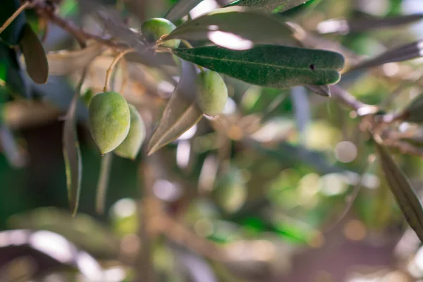 Деталь Оливкового Дерева Зеленими Оливками — стокове фото