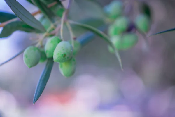 Detail Des Olivenbaums Mit Grünen Oliven — Stockfoto