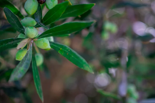 橄榄树与青橄榄的细部 — 图库照片