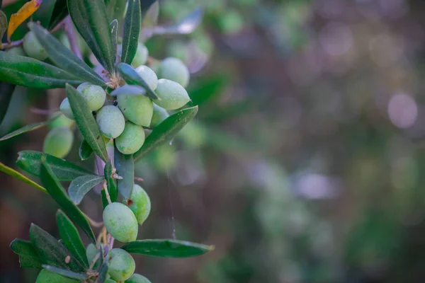 Detail Olive Tree Green Olives — Stock Photo, Image