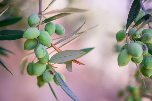 Detail Des Olivenbaums Mit Grünen Oliven — Stockfoto