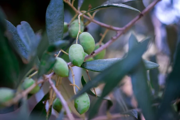 Detail Des Olivenbaums Mit Grünen Oliven — Stockfoto