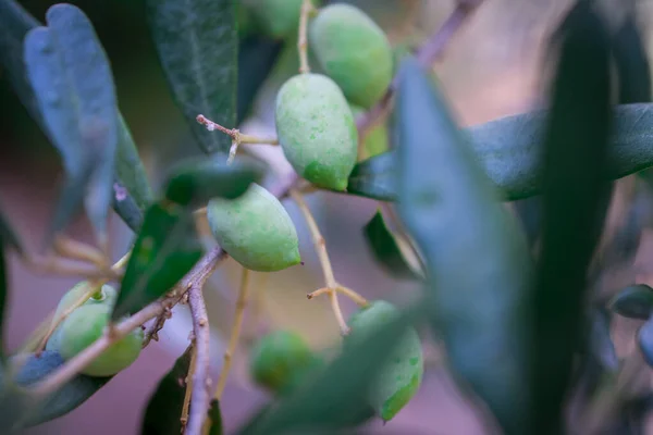 Detail Olive Tree Green Olives — Stock Photo, Image