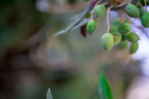 Detail Des Olivenbaums Mit Grünen Oliven — Stockfoto