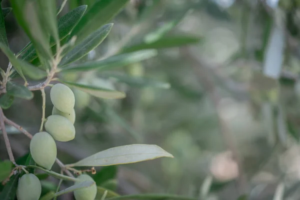 Detail Des Olivenbaums Mit Grünen Oliven — Stockfoto